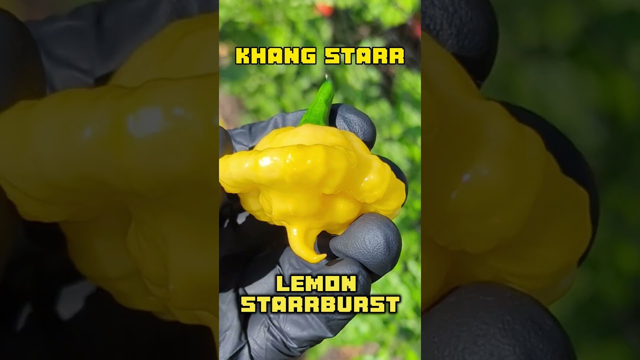 KSLS Pepper - Khang Starr Lemon Starrburst 🍋🌶️👀