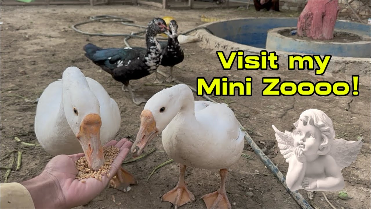 Duckyy iss my favourite pet 🤩❤️ Mini zoo pee sb bird tame ho rhy hain 