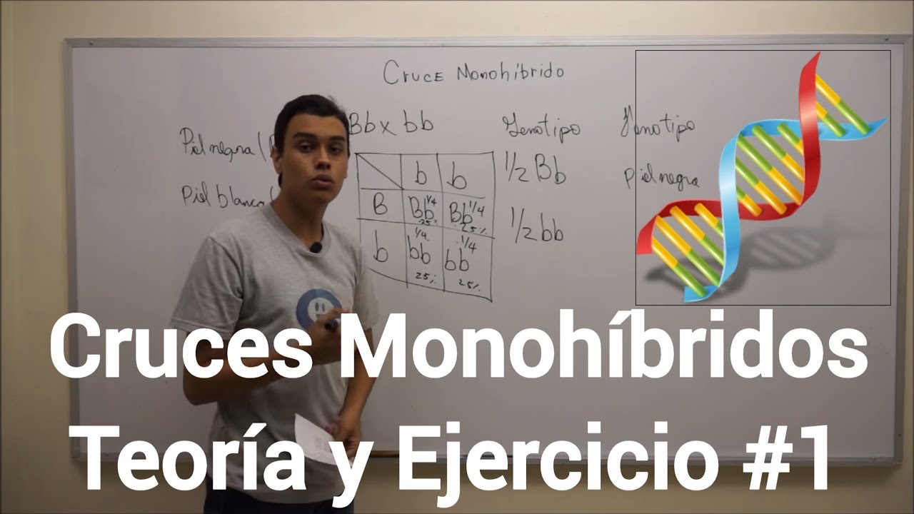 Cruces Monohíbridos | Teoría, Concepto y Ejercicio #1