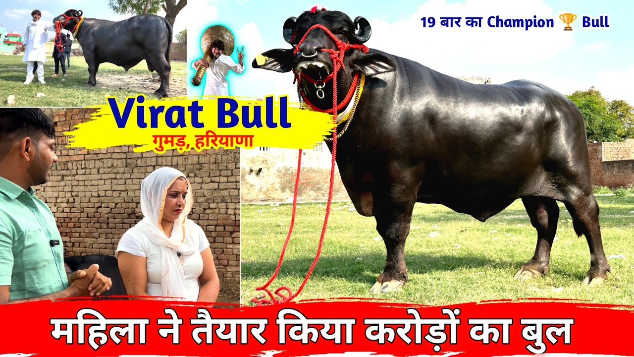 Woman prepares bull worth crores || Virat Bull Gumad, Haryana || 19th Time All India Champion 🏆