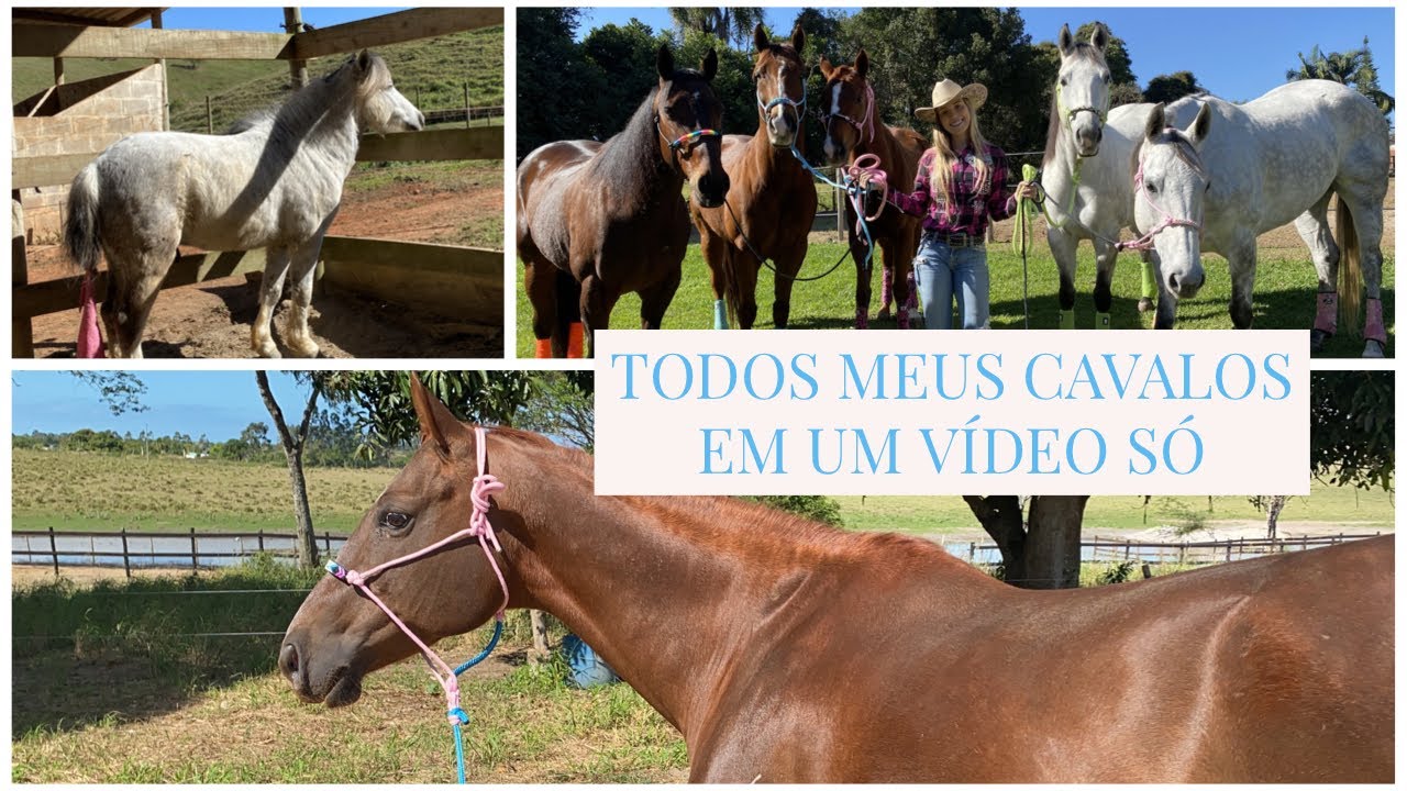 APRESENTANDO TODOS MEUS CAVALOS A VOCÊS