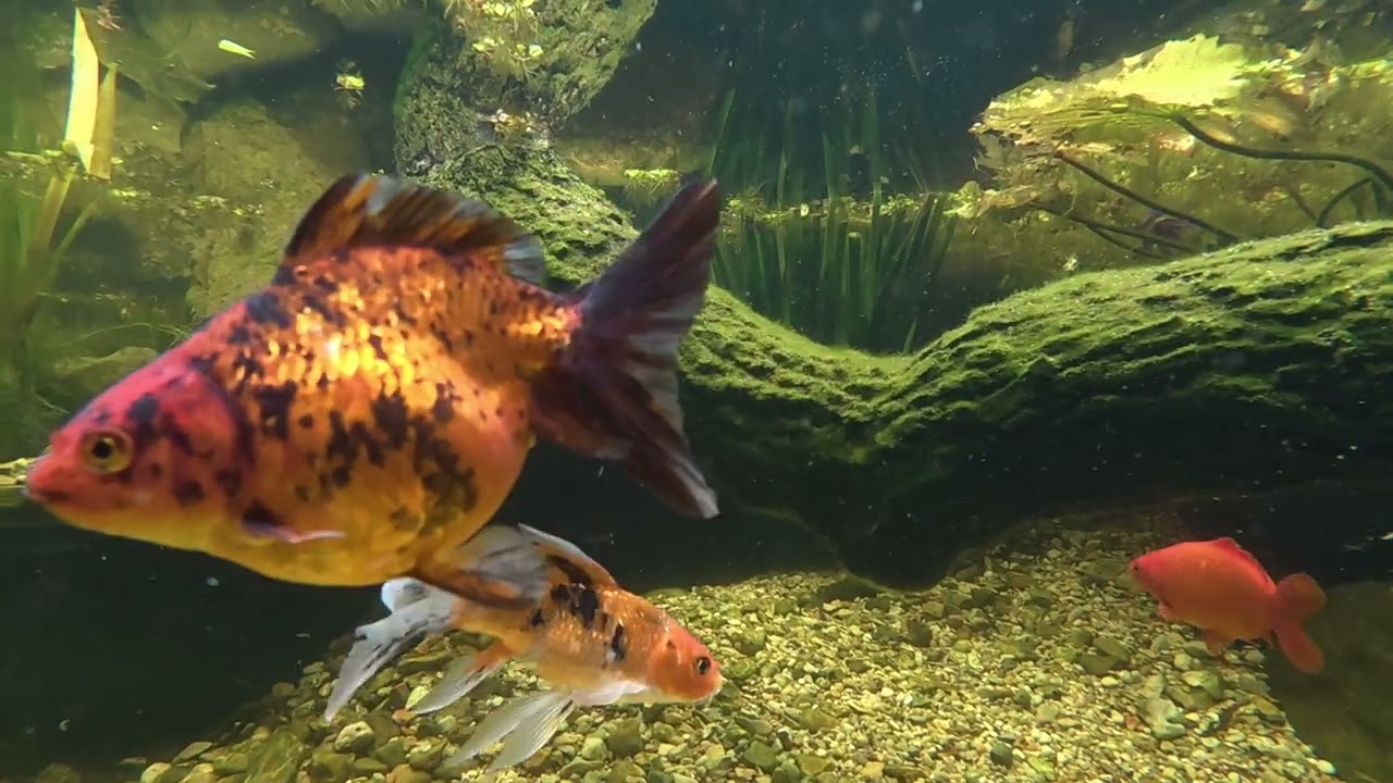 Koi and Goldfish eating  Rosie Reds 