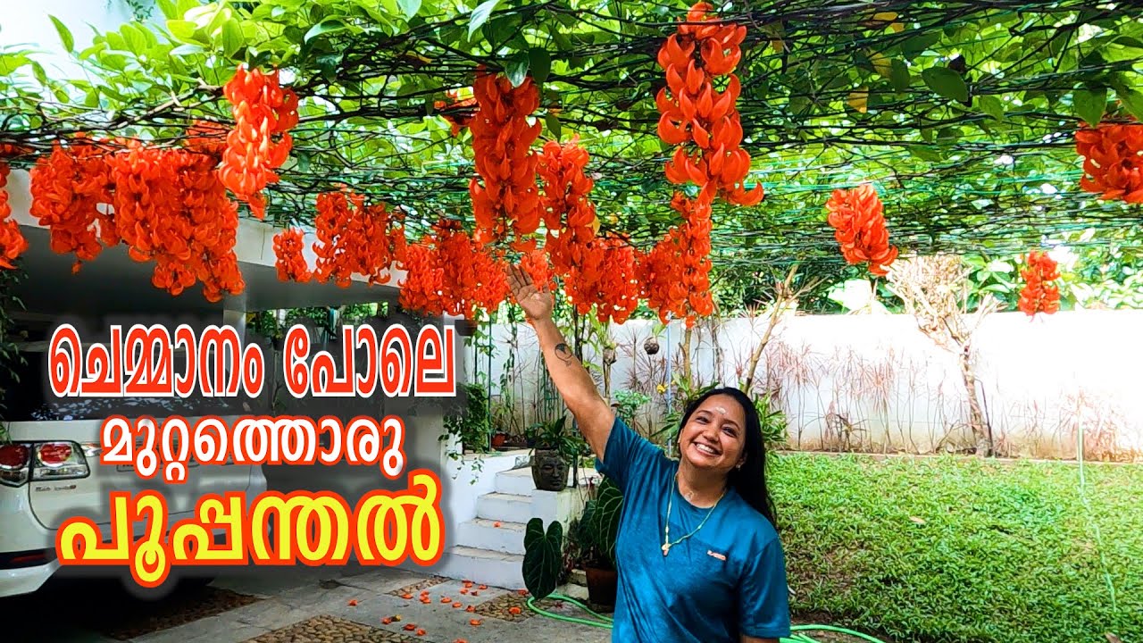 ചെമ്മാനം പോലെ മുറ്റത്തൊരു പൂപ്പന്തൽ | Red Jade Vine Plants | Vlog#62