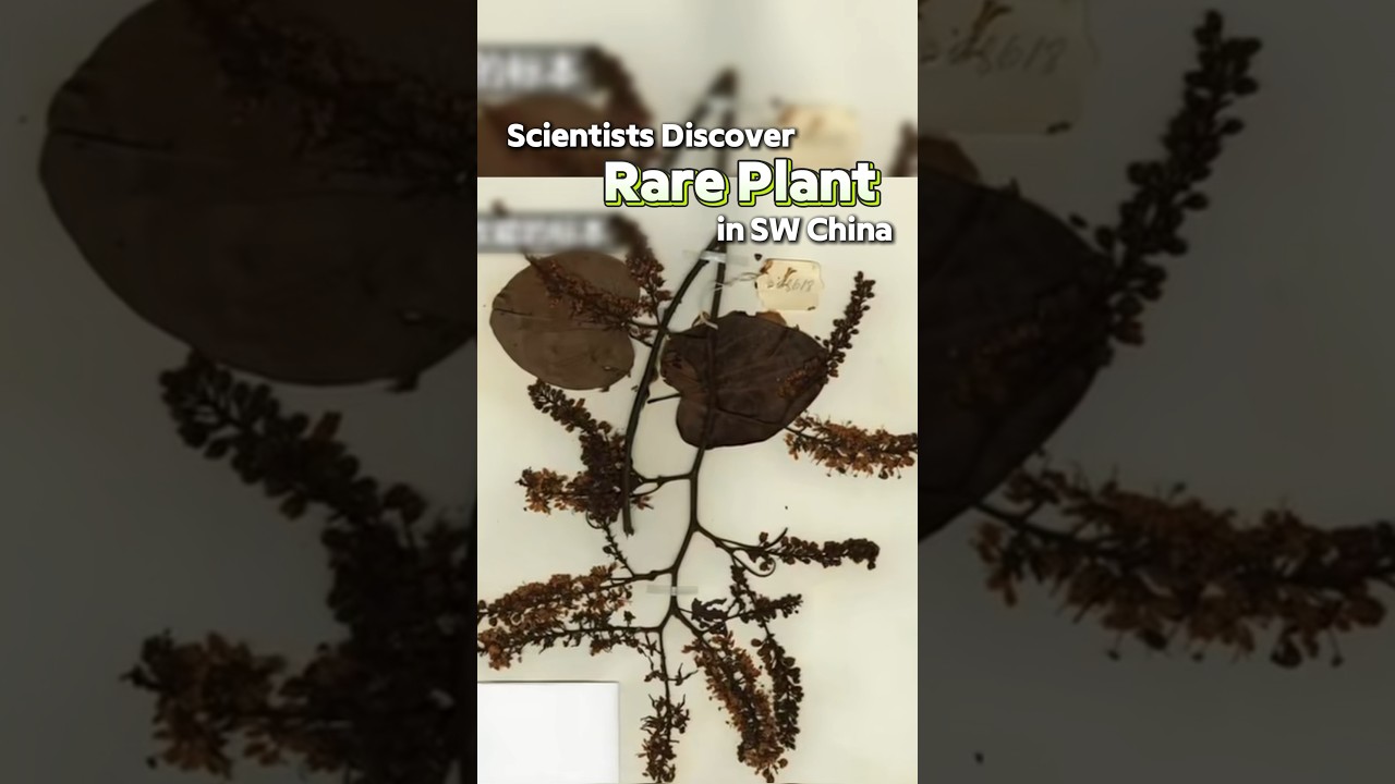 Scientists discover rare plant in SW China  