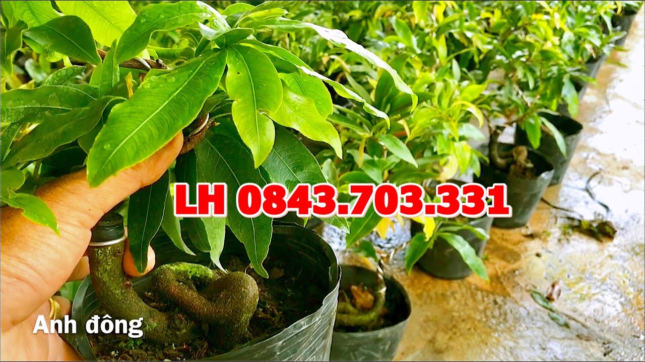 Mai đại lộc gốc qu&aacute;i đẹp bo nhiều