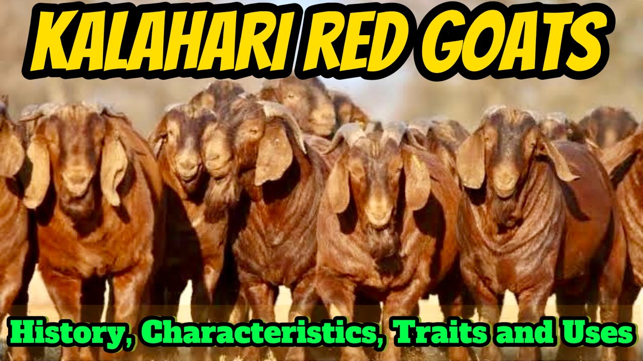 KALAHARI RED GOATS, HISTORY, CHARACTERISTICS, TRAITS And USES!