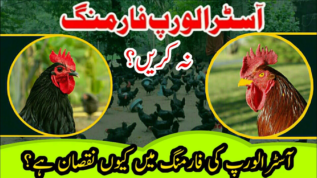 Australorp Farming In Pakistan||RIR Farming In Pakistan||RIR VS Australorp||RIR Hen Farm In Pakistan