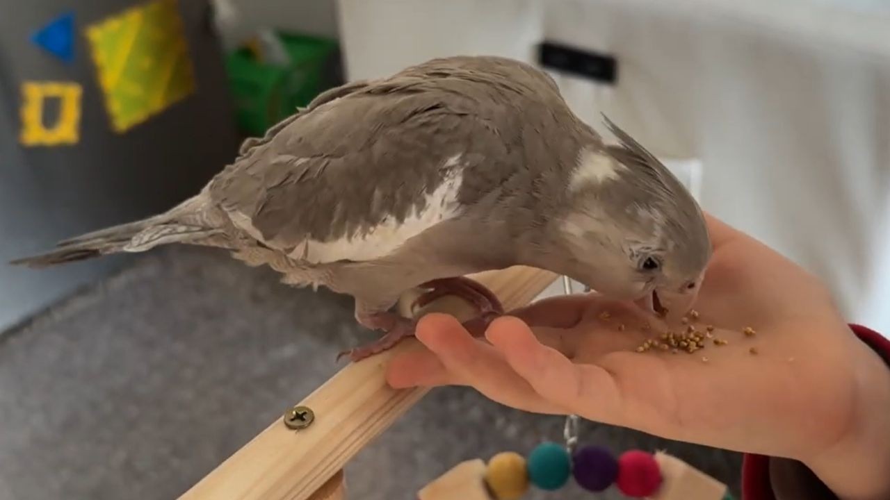 Gaining my cockatiels trust in five days!  