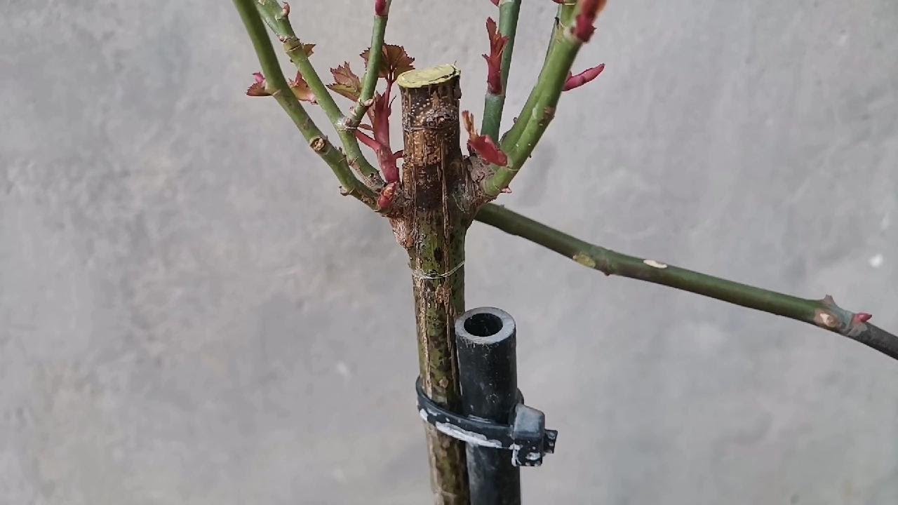 月季嫁接，选对砧木嫁接位置，选对接穗，就已经成功了一半。