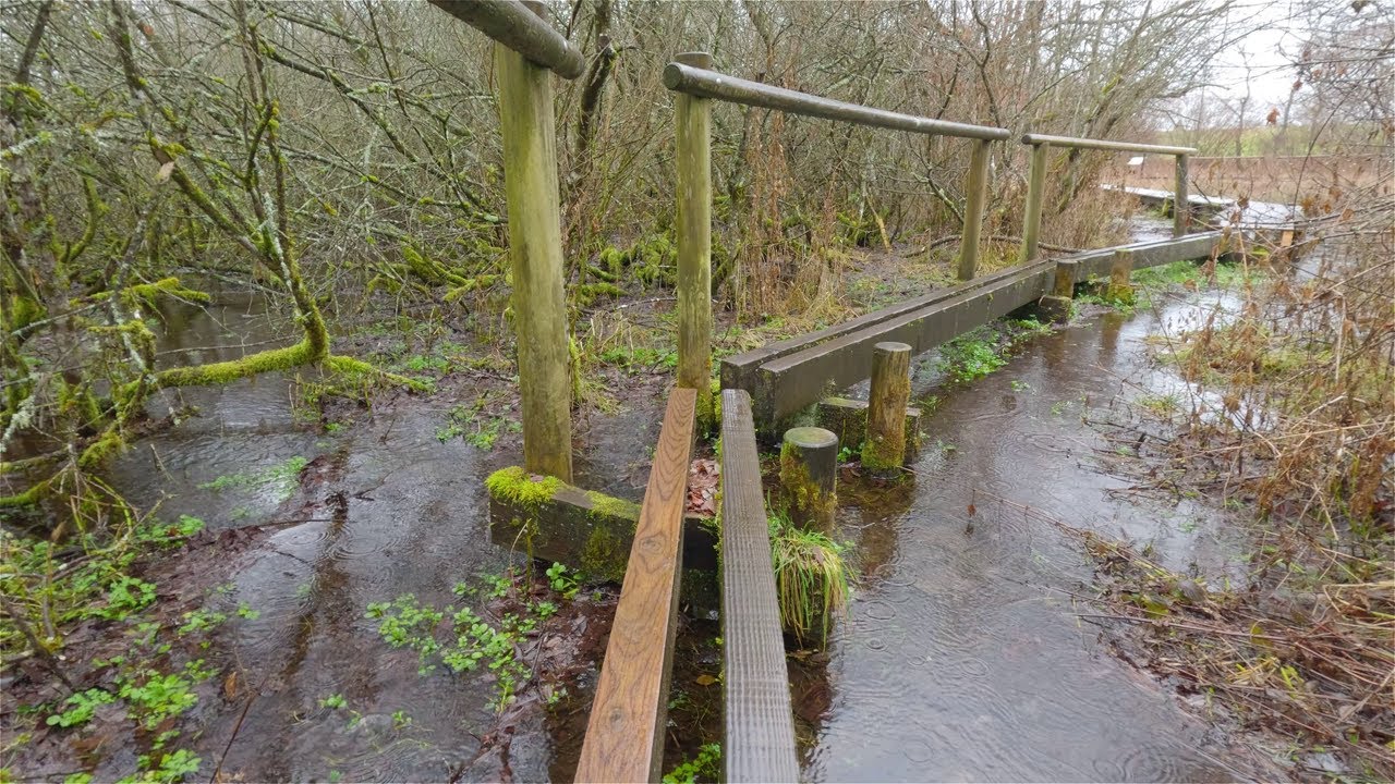 Walking in a Swamp Under the Rain, Very Marshy & Slippery