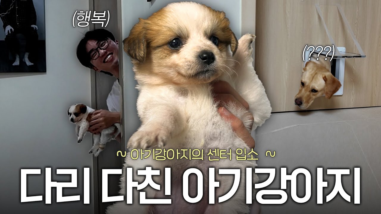 몰카 실패) 뼈가 두동강이 난 아기강아지 구조