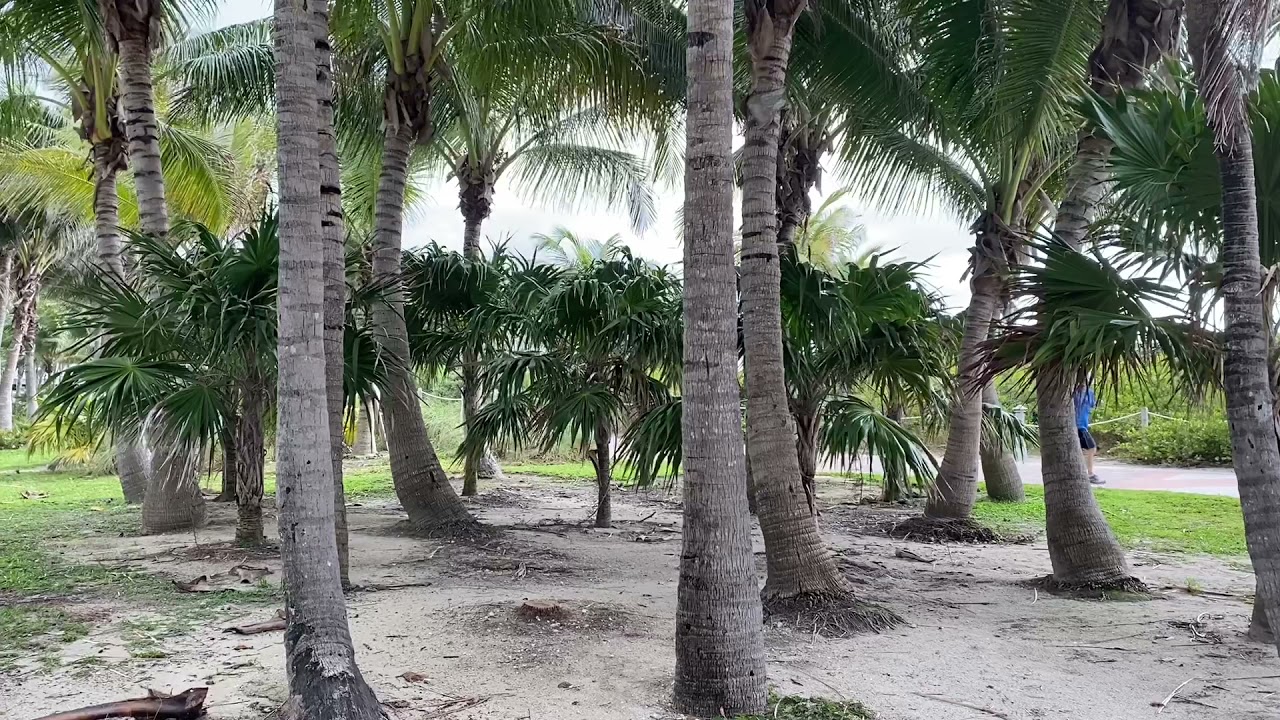 Miami Ocean Waves White Noise | Sleep, Study, Insomnia Relief | Beach Sounds 5 Hours