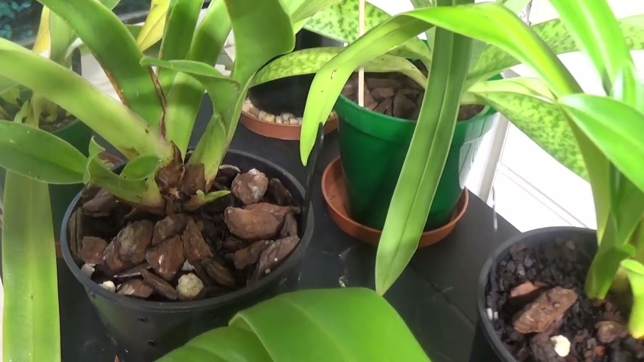 Phragmipedium requirements