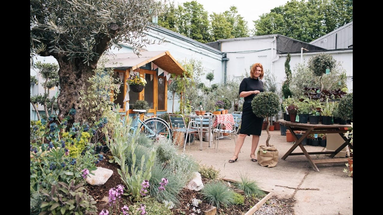 Caring for Olive Trees in the U.K