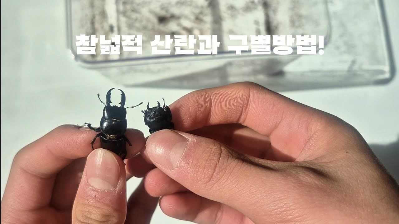 참넓적 사슴벌레산란세팅과 구별방법