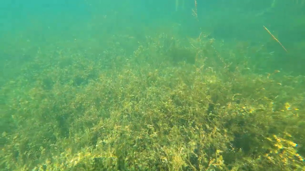 Tauchen am Cospudener See in Leipzig - 2023