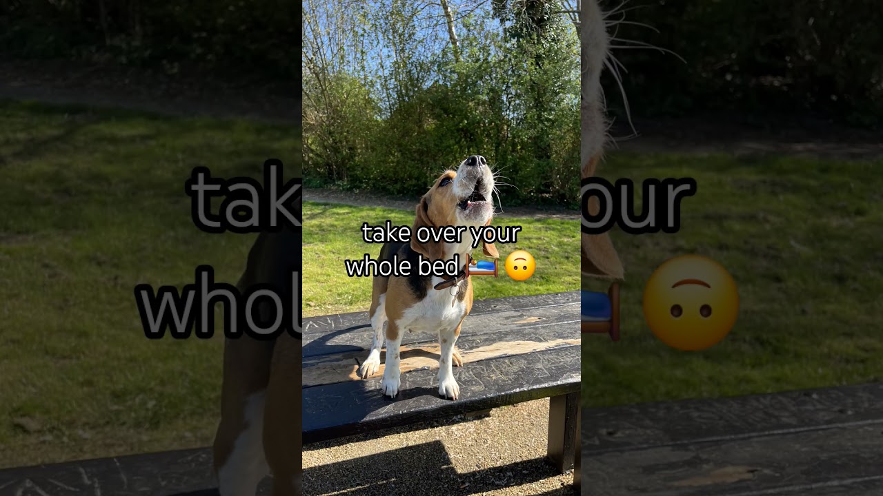 watch this before getting a beagle 🐶🐶