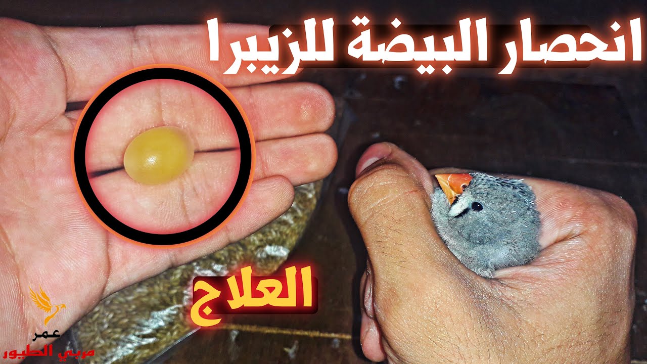 علاج انحصار البيضة للزيبرا و كل الطيور