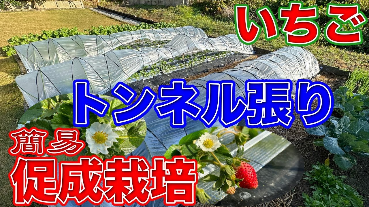 ホームセンターに売られている資材を使ってイチゴのトンネルを作りました。〜サラリーマンでも出来るいちご栽培シリーズ〜