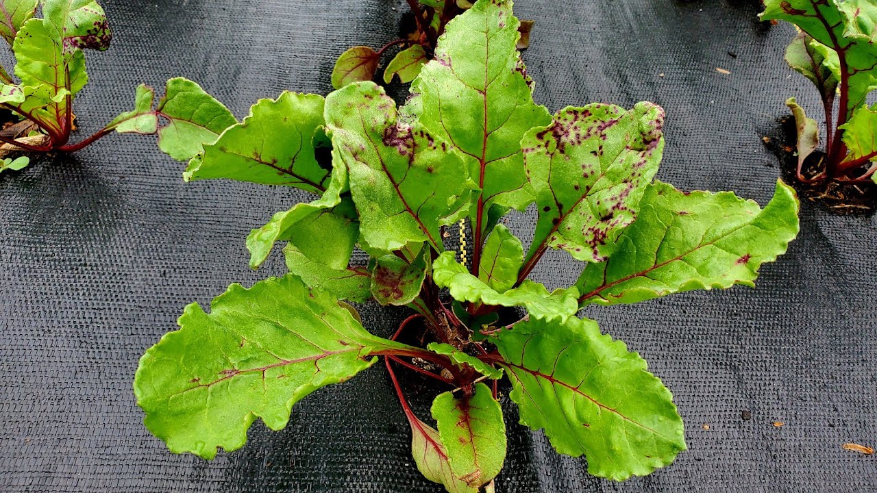 How to Fix Leaf Spots on Beets