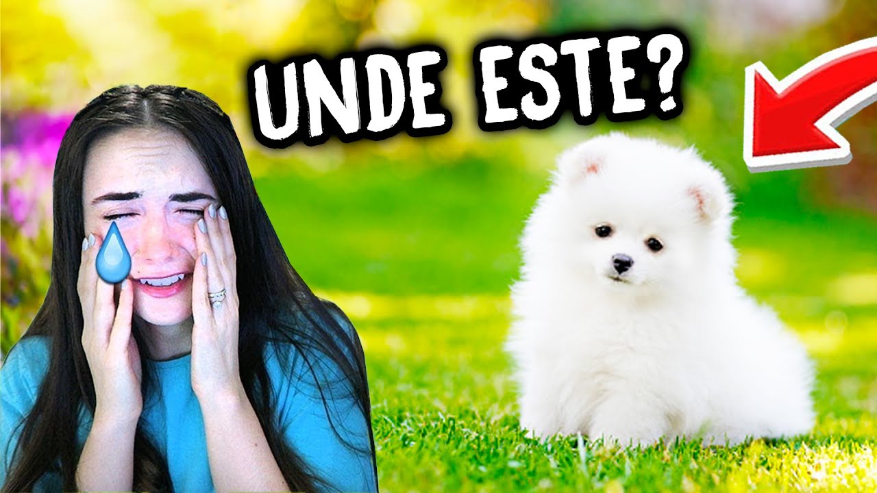 CATELUL DISPARUT  ! Ce A PATIT ?