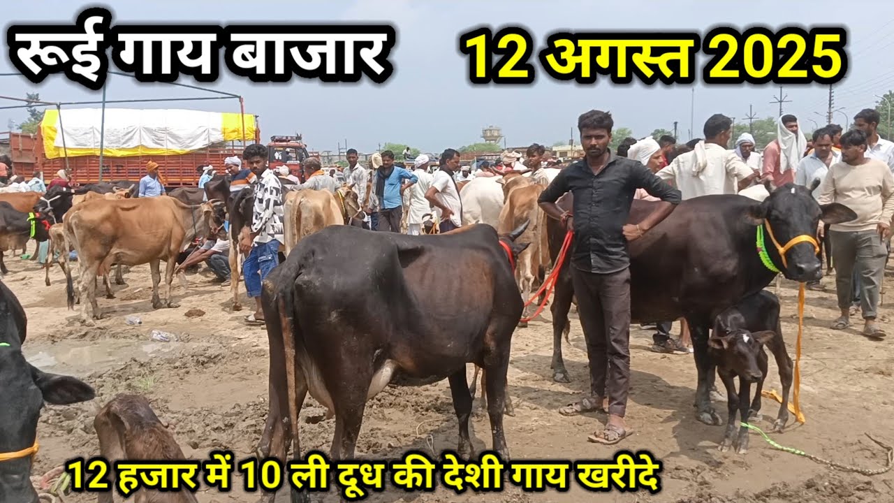 रूई गाय बाजार ll 12 अगस्त 2025 ll rui pashu mandi ll rui gay mandi ll 12 हजार में 10 ली दूध की खरीदे