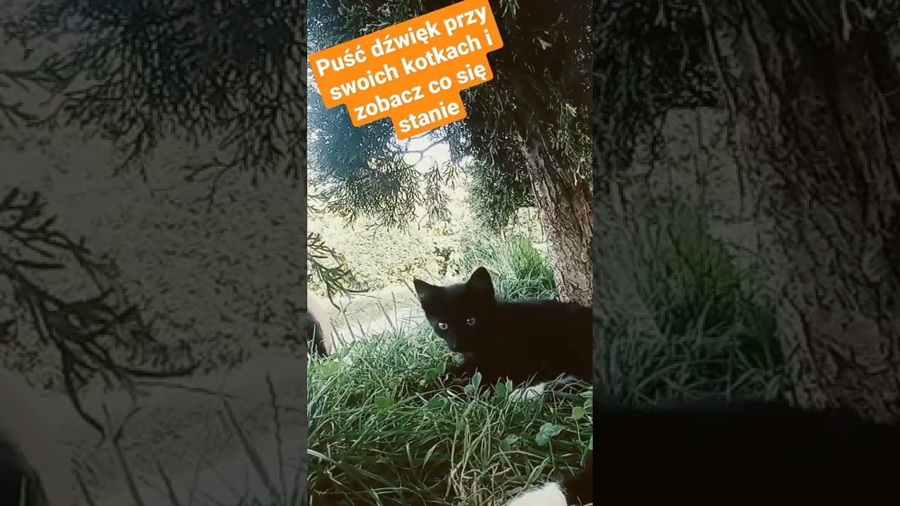 puść ten dźwięk przy swoich kotkach i zobacz co się stanie 😸😸👍❤️🥰🥰 proszę o suba i łapkę w g&oacute;rę