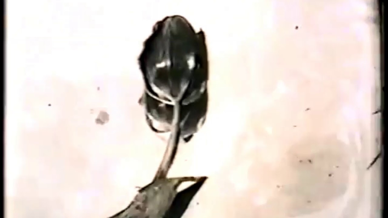 PRIMITIVE KNOT - A FOREST (The Cure)