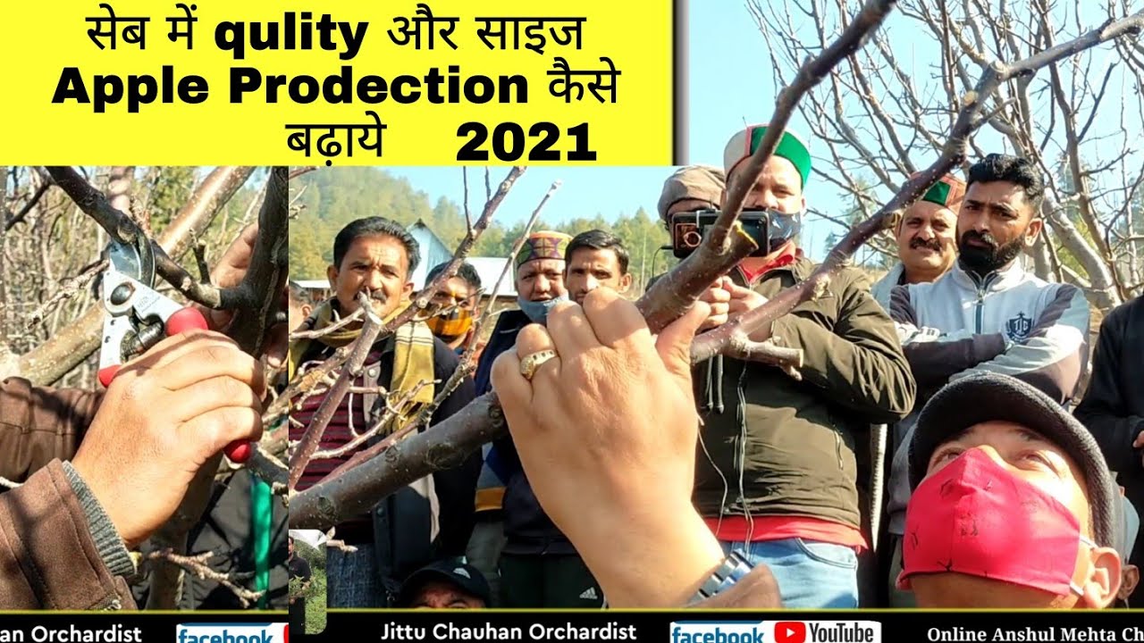 Apple Tree Pruning 2021 | Camp Jubbal Rohtan| By Jittu Chauhan Orchardist | New Teqnies Rohru