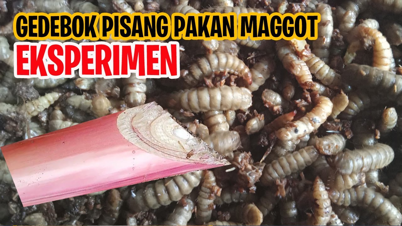 Gedebog Pisang Untuk Pakan Maggot BSF - Maggot Pakan Ternak