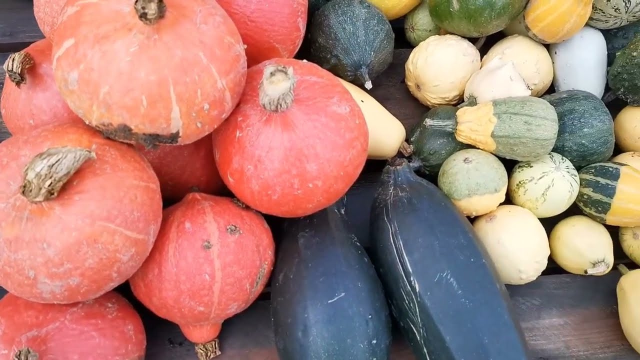 Wie war deine Ernte? - Videoandacht zu Erntedank 2022