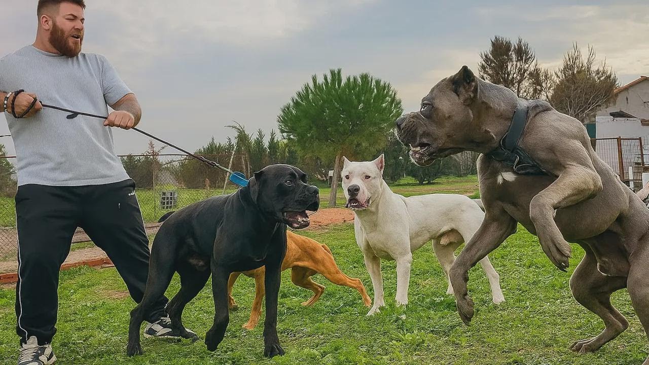 ¡Enfrentamiento épico: Cane Corso Hektor vs Dogo Tyson y la familia de pitbulls!