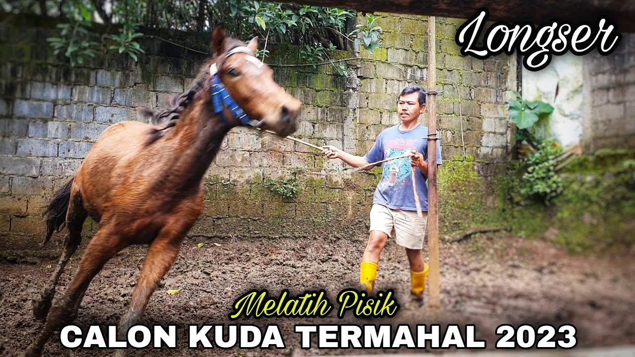Kuda renggong reva muda - melatih pisik bintang reva