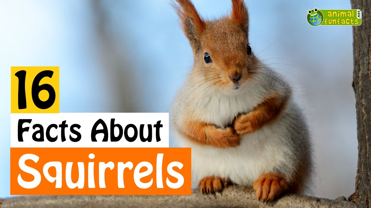 16 Facts About Squirrels - Learn All About Squirrels - Animals for Kids - Educational Video