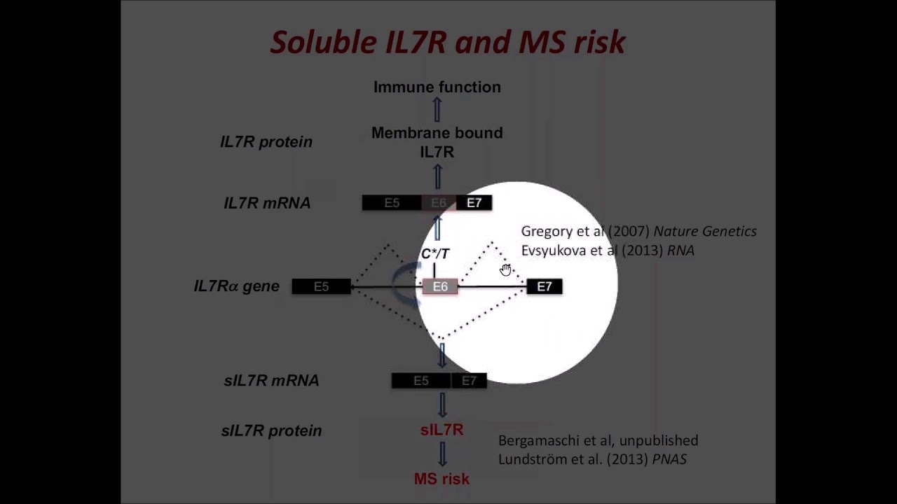 The RNA Helicase DDX39B is a Guardian of Immune Tolerance