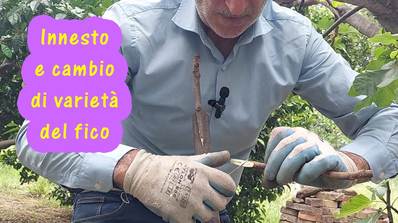 Innesto del fico a corona seguendo un antico metodo