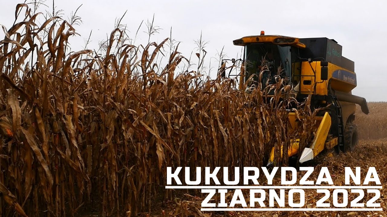 ŻNIWA KUKURYDZIANE 2022 !! Zbiór Kukurydzy na ziarno z New Holland CS640!