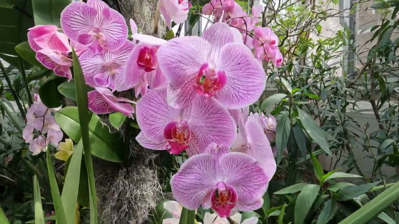 Chicago Botanic Garden - Orchid Show 2023