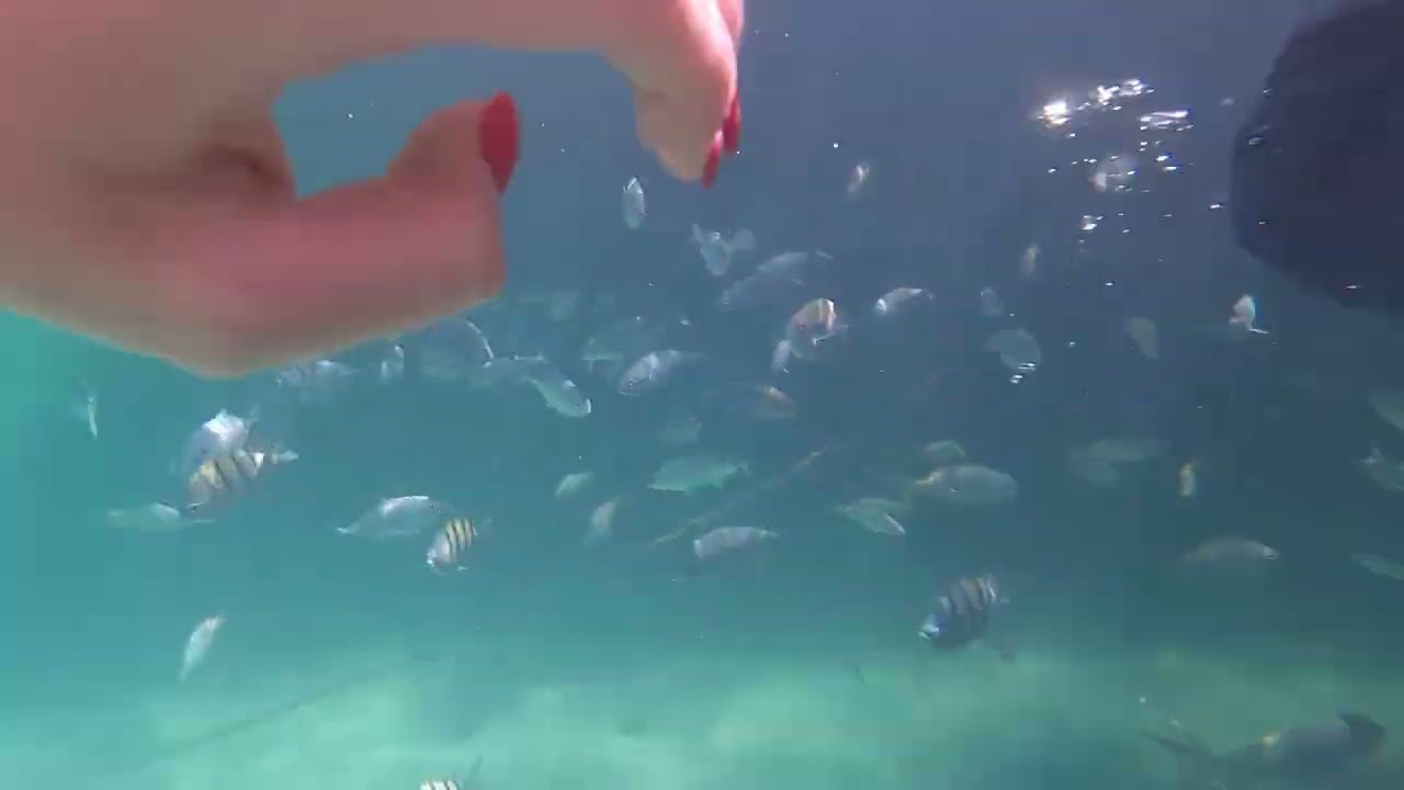 REEF EXPLORER - Snorkelling / Punta Cana, Dominican Republic