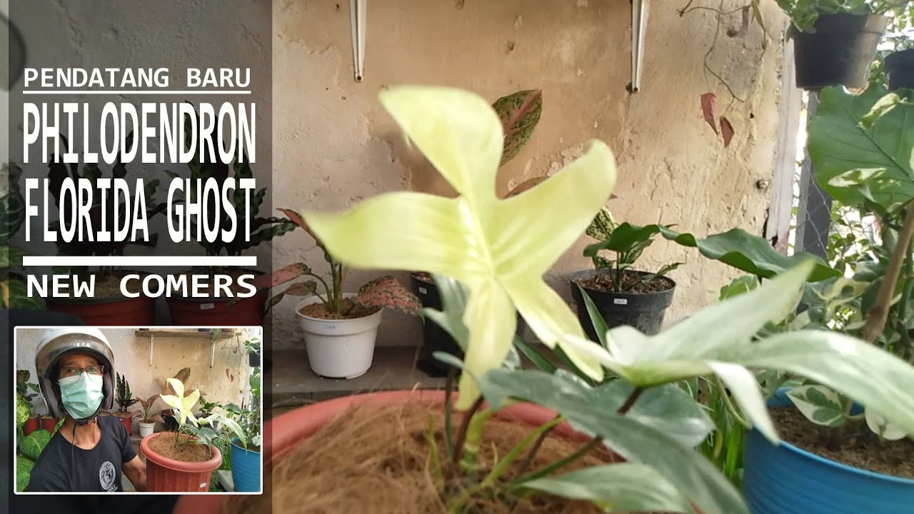 DAPAT PHILODENDRON FLORIDA GHOST MULUS ~ TOUR TO A SMALL PLANT SHOP GET PHILODENDRON FLORIDA GHOST