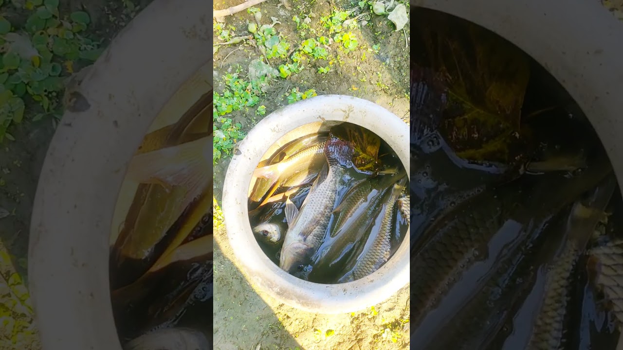 Best Fishing video in village 