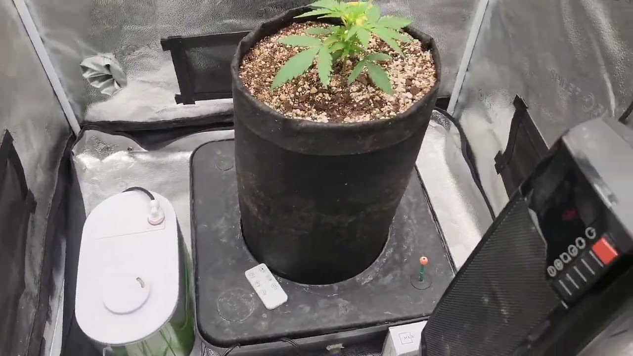 Weekly update Octopot grow #2  autoflower Northern Lights  day 21 in 3x3 tent.