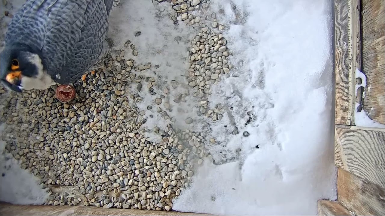 🤔 Jajko pękło - Oshkosh, WI - 17 03 2026