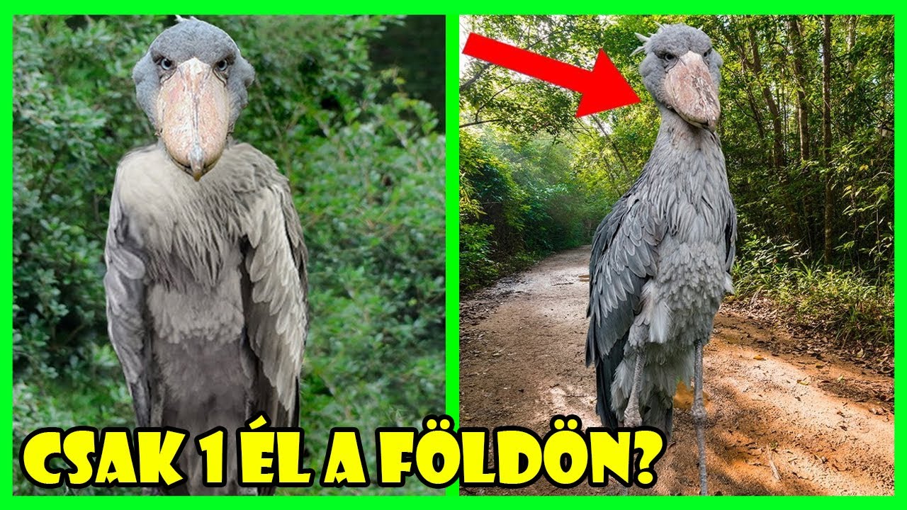 A LEGRITKÁBB ÁLLATOK A VILÁGON | 2. RÉSZ