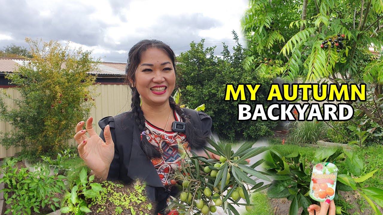 New Fruit Trees in Autumn Season and My Back Yard This Season is looking very good Khmer Melbourne
