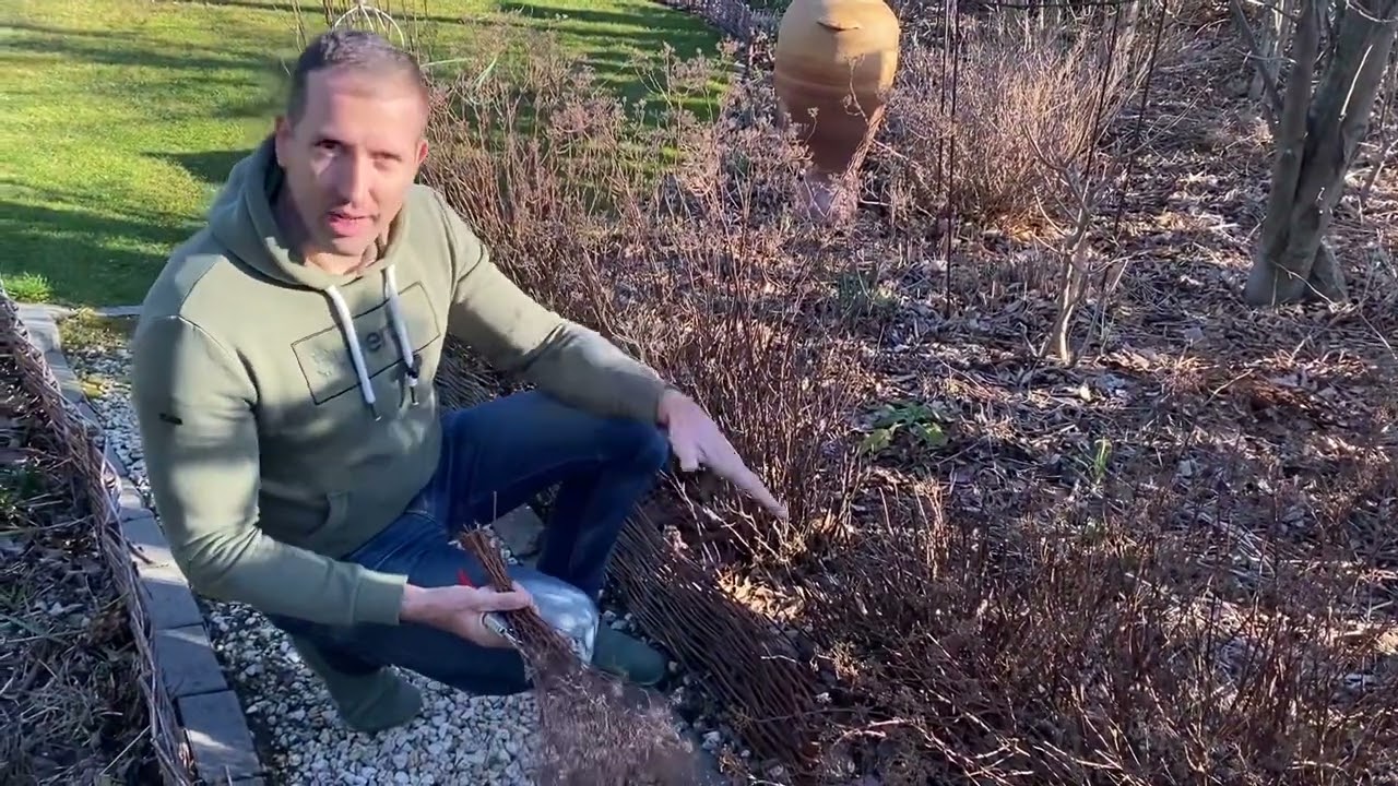 Levendula, kékszakáll, gyöngyvessző tavaszi metszése.