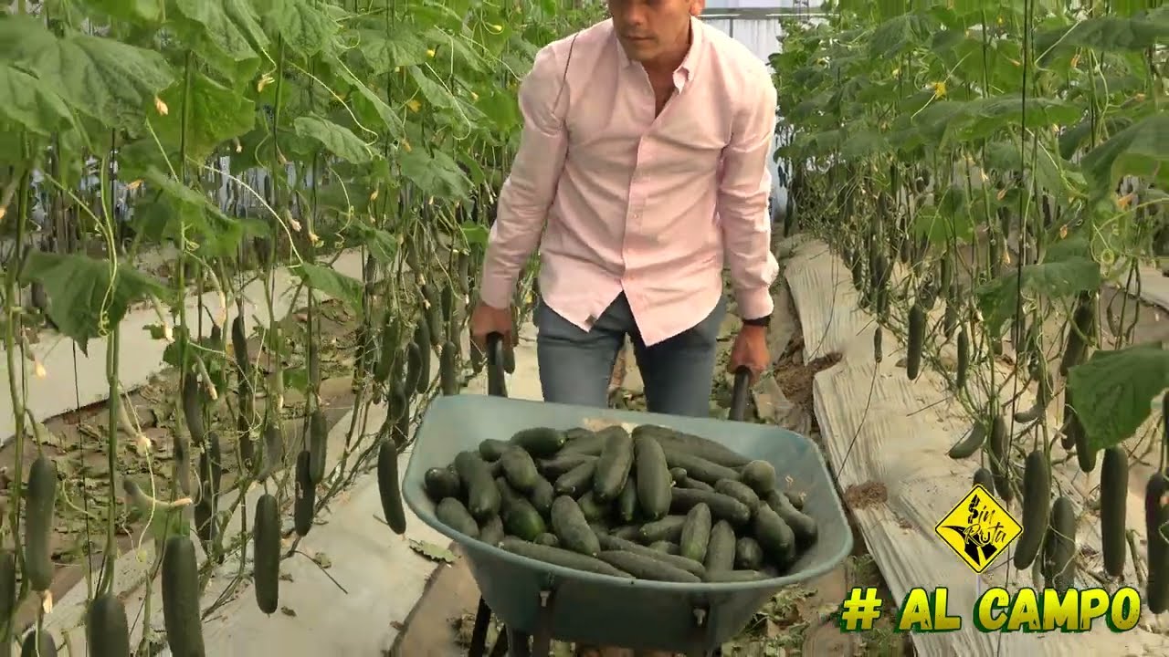 3500 plantas de PEPINO en 1000 m2 | Rotación de cultivos para minimizar las bacterias del suelo