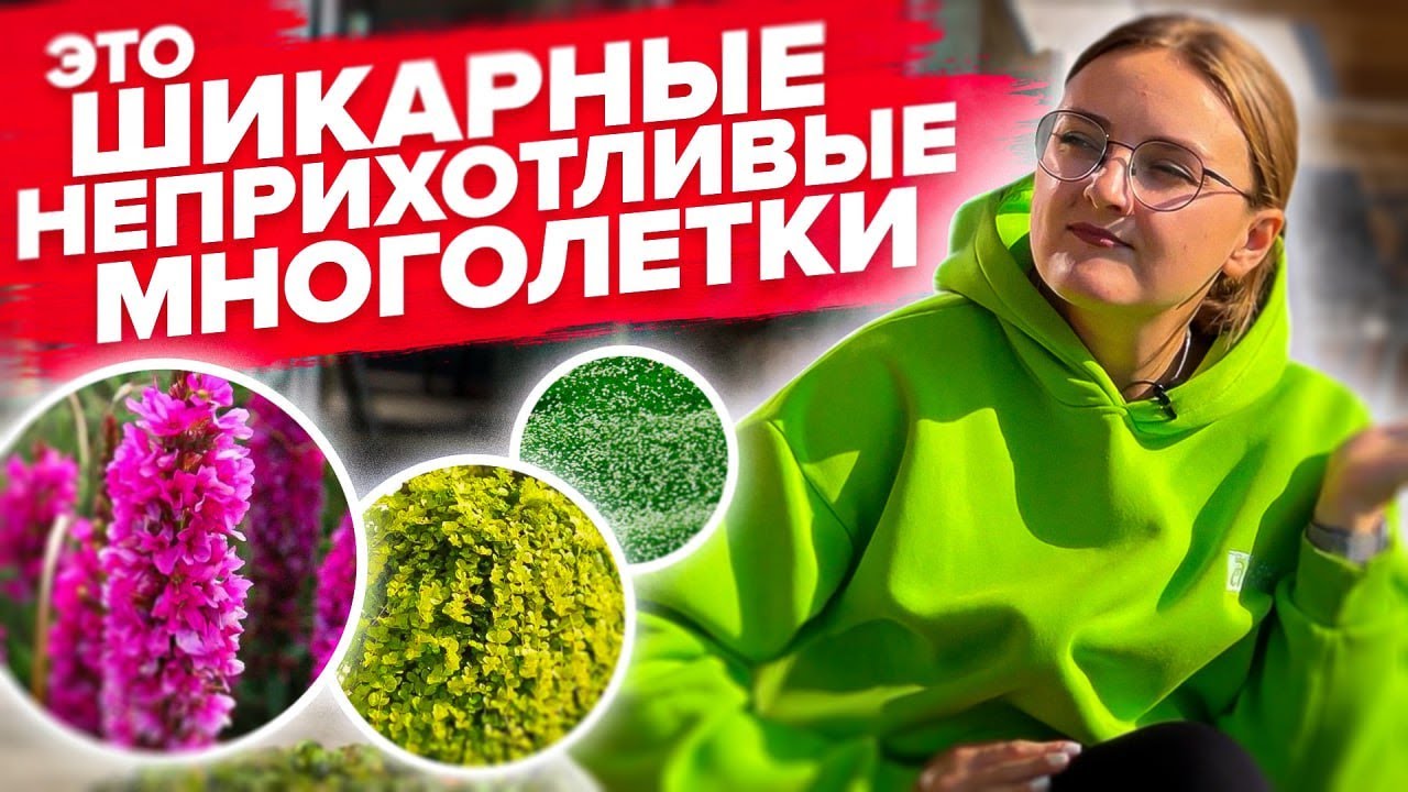 ПОСАДИЛ И ЗАБЫЛ! Обзор шикарных и неприхотливых многолетников: дербенник, мшанка, вербена, вероника