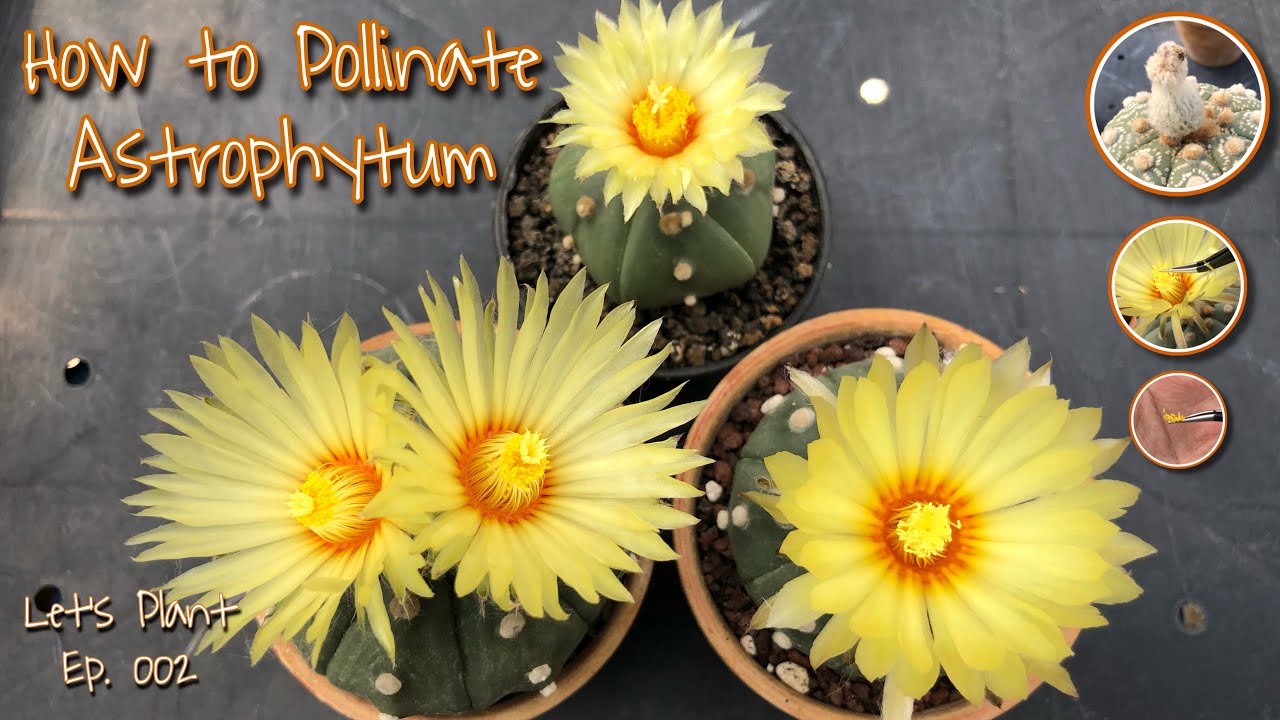 How to Pollinate Astrophytum