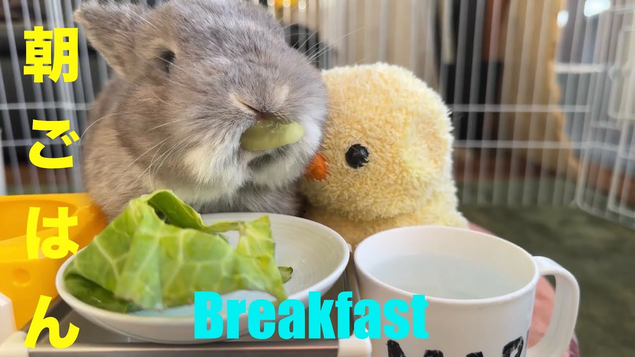 2026/1/29(木)うさぎ朝食生配信🐰🌱rabbit breakfast live stream コメントの時系列をクリックしてね❣️plz click comment!